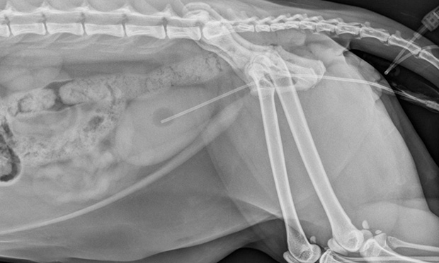 Urinary Catheter Placement for Feline Urethral Obstruction Clinician s Brief