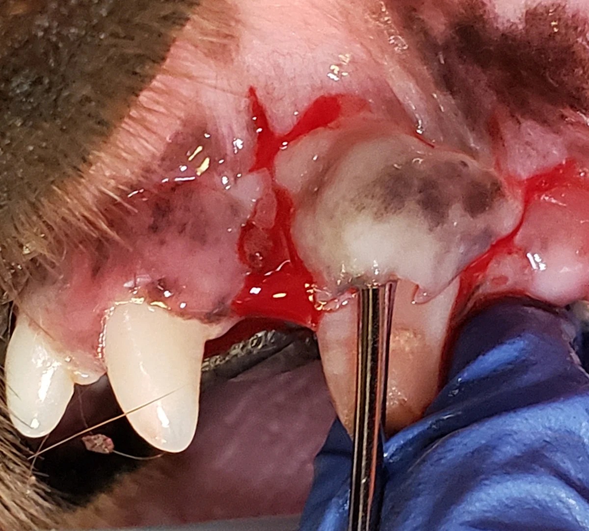 Elevation of mucosal flap over canine tooth using periosteal elevator and image of flap reflected away from bone.