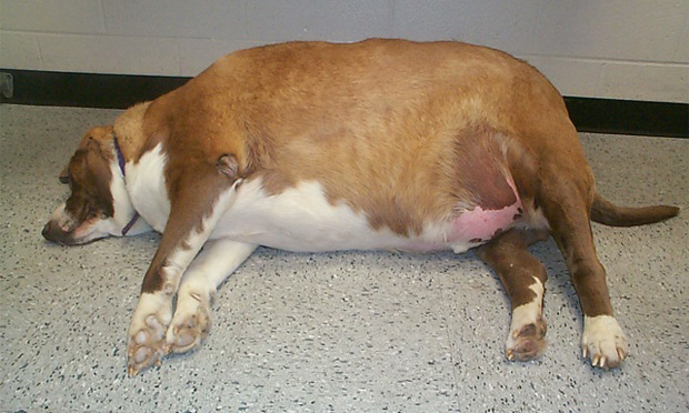 Obesity in Dogs