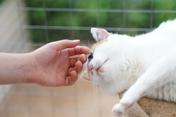 A person petting a multicolored cat. 