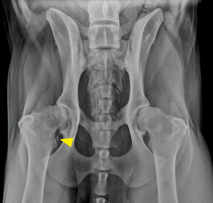 selected slide image