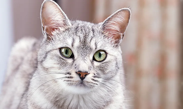 Feline Health Resource Center