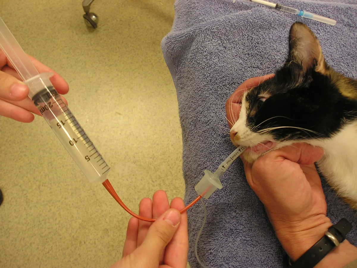 An anesthetized, intubated feline patient undergoing bronchoalveolar lavage. 