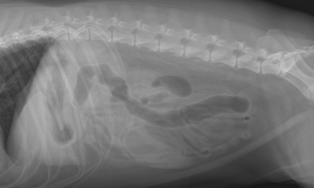 radiology-developing-technique-charts