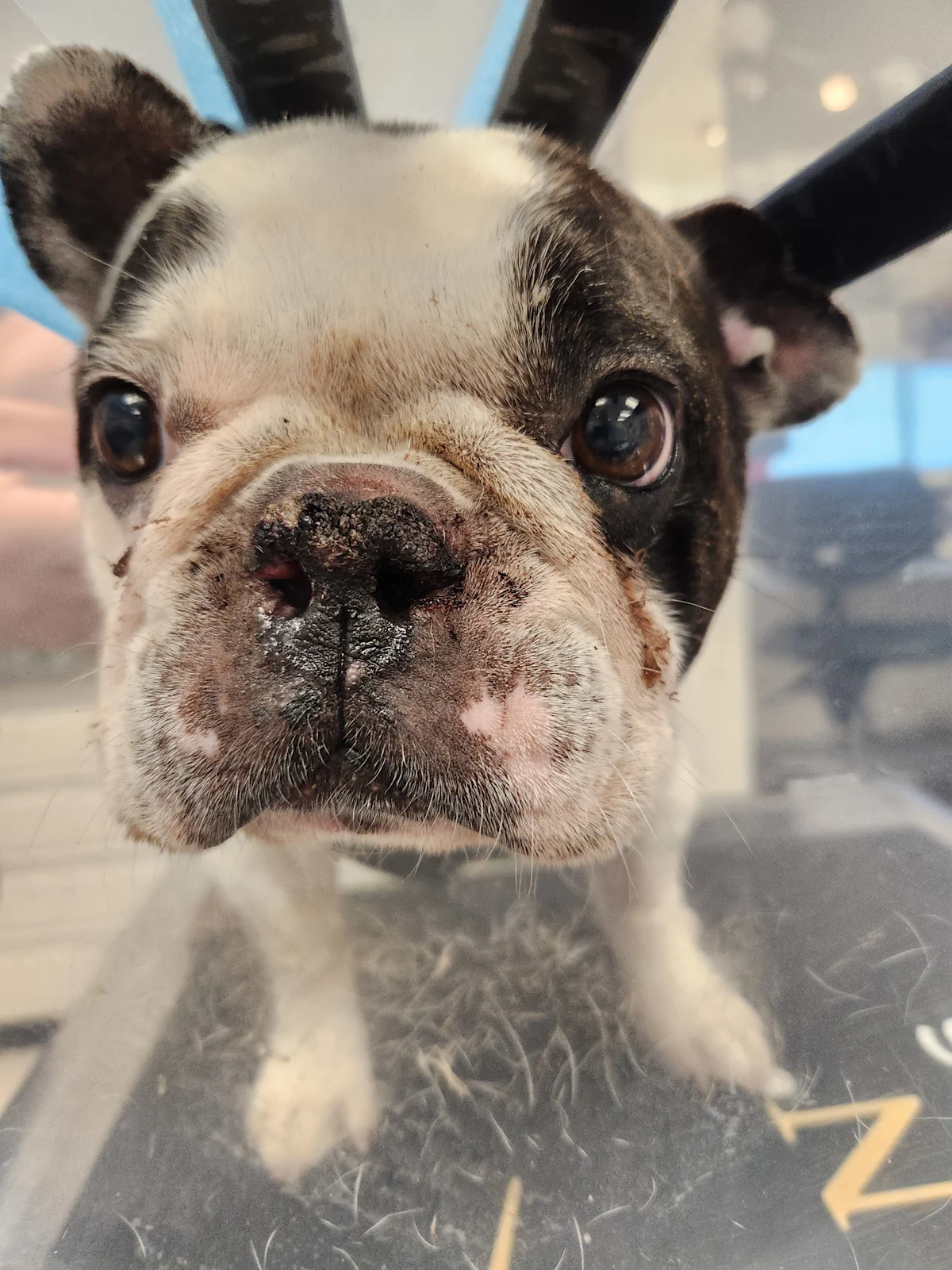 The front of a dog’s head after ala vestibuloplasty.