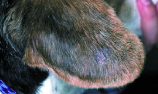 Dog mites best sale hair loss