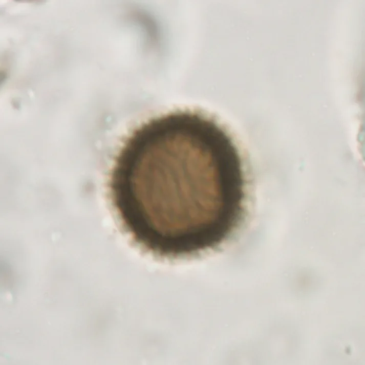 selected slide image