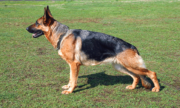 German shepherd hotsell hip dysplasia surgery