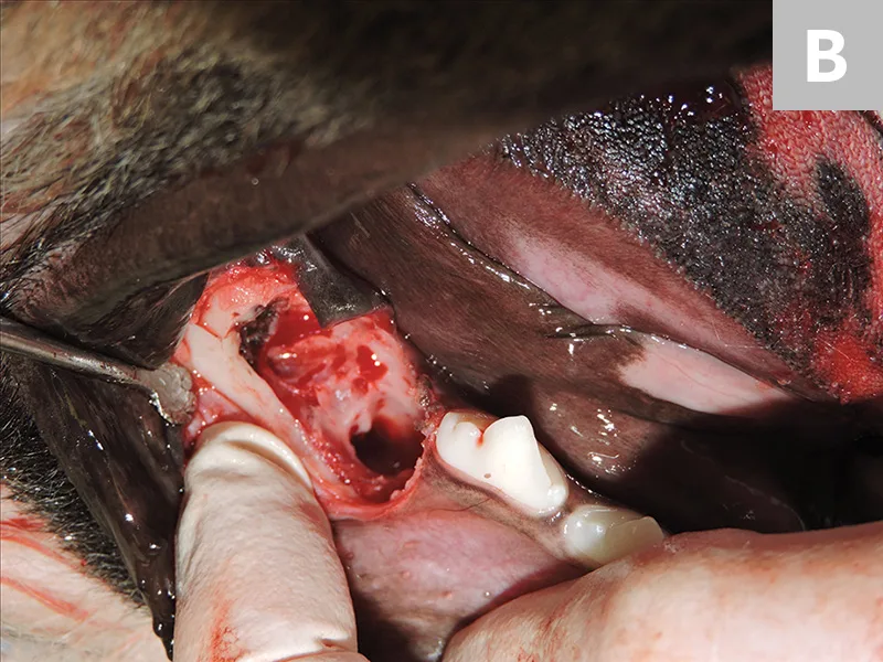 Figure 4A: Close-up of defect filled with blood where molar was extracted in mouth of dog. Figure 4B: Close-up of defect where molar was extracted in mouth of dog after bleeding was stopped.
