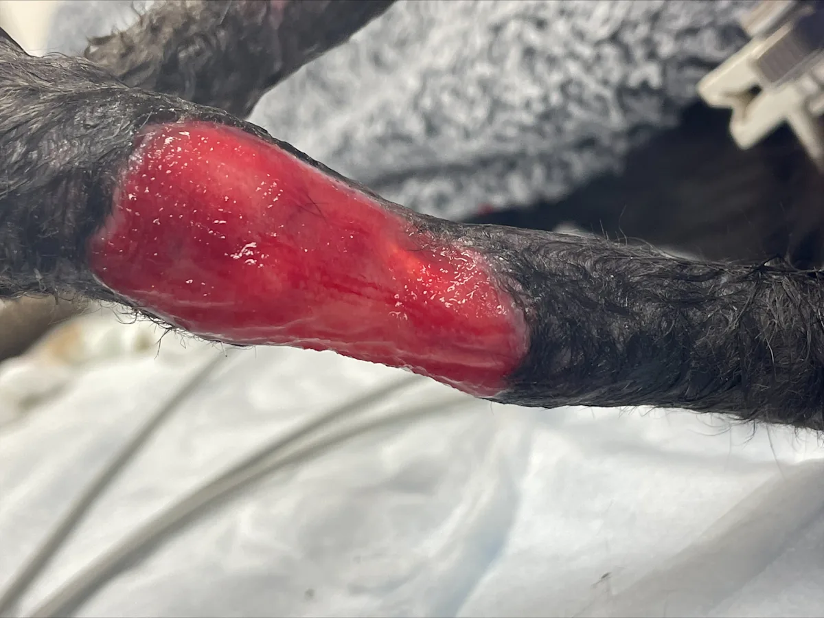 The left carpal wound has a granulation bed present.