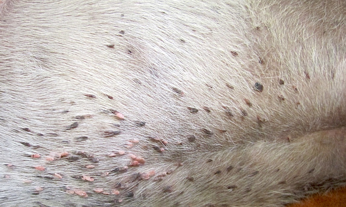 Clinical Image: What Masses Can Be Seen on This Dog?