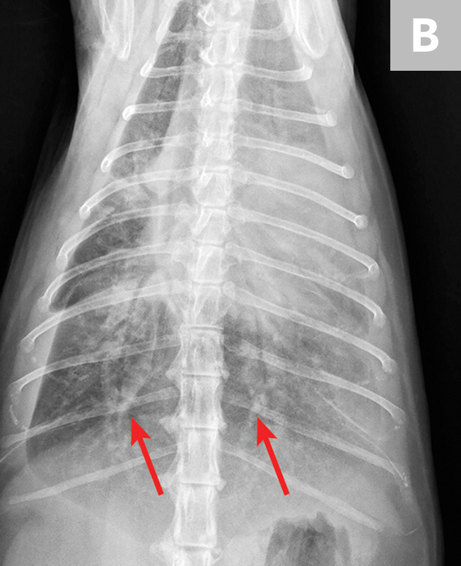 Common Pulmonary Diseases in Cats Clinician's Brief