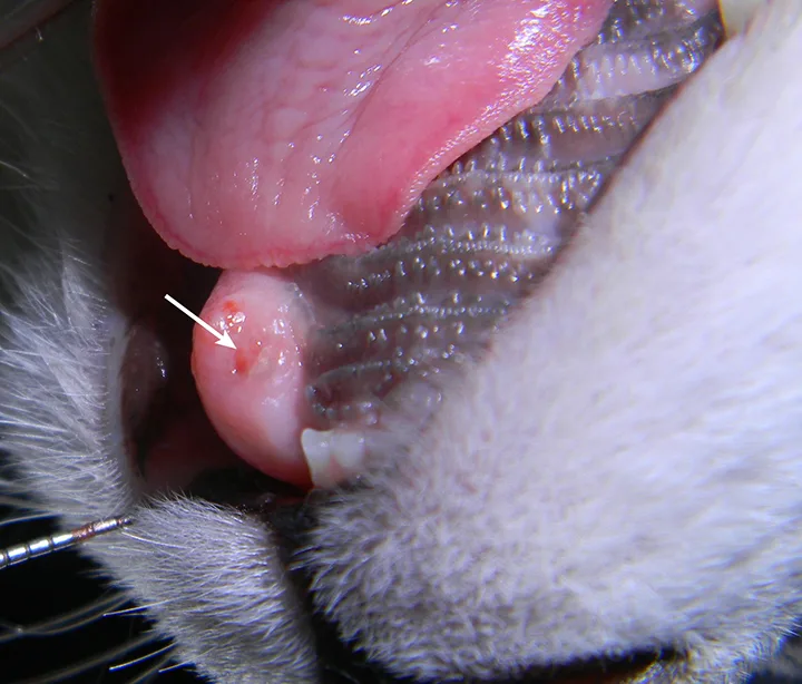 selected slide image