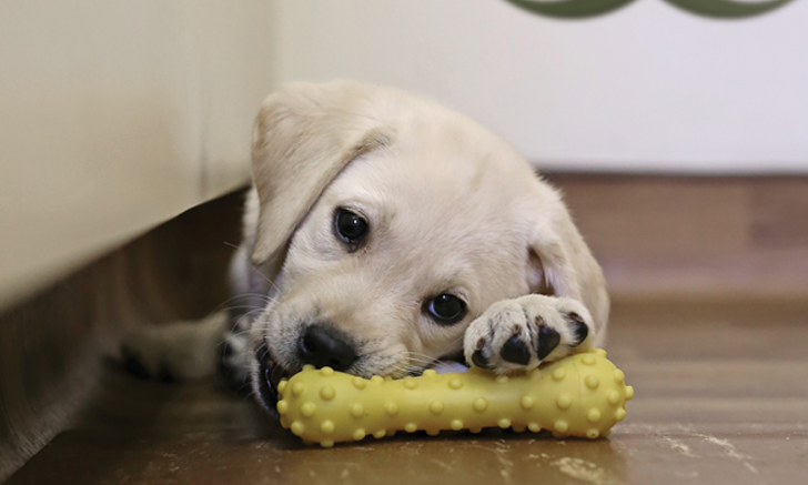 The Hazards of Puppies & Kittens with Diarrhea