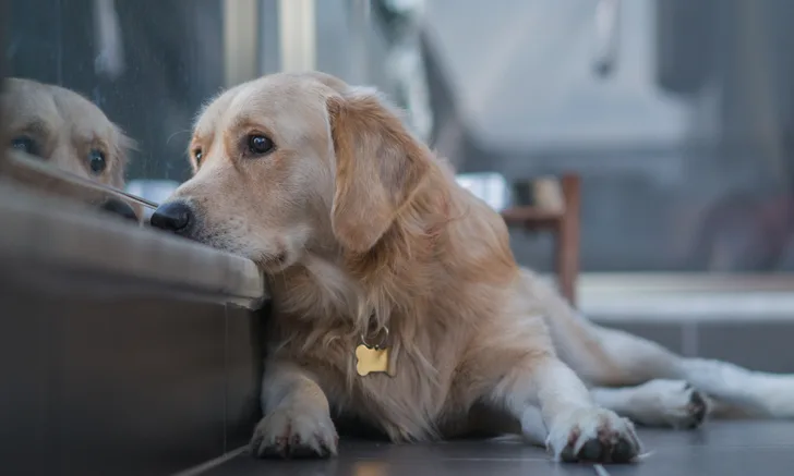 A Labrador retriever looking outside and resting its head on the windowsill. 