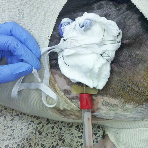 Use of Drains in Small Animal Patients - Veterinary Medicine at