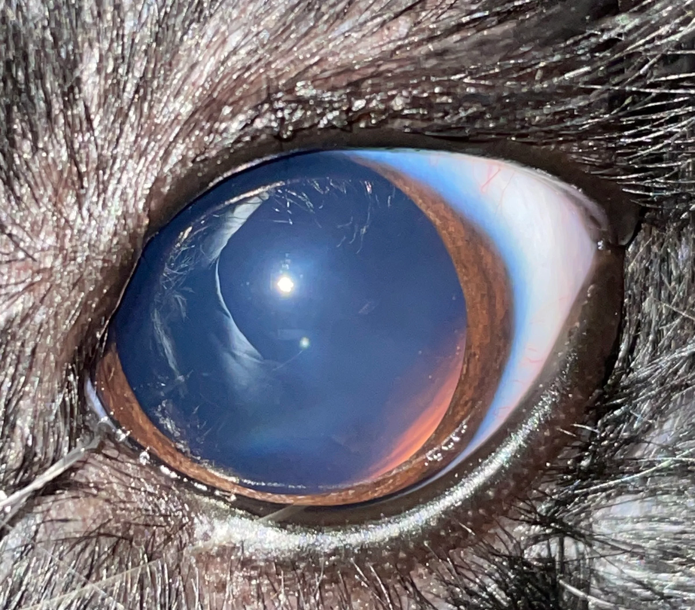 Dilated pupil with no interior structures of eye visible except a small thin crescent of pink light at caudoventral corner.