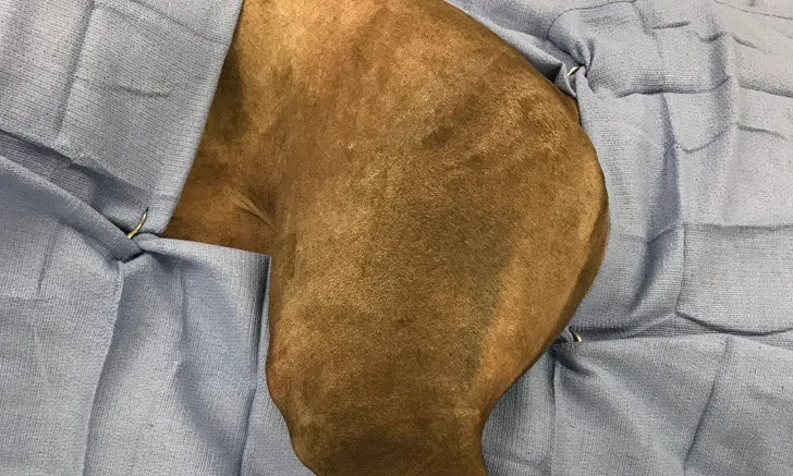 Surgically draped pelvic limb of dog with tarsus and foot wrapped in self-adhering stretch bandage.
