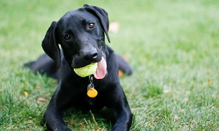 A black Labrador Retriever lies on green grass, holding a bright green tennis ball in its mouth while looking playfully at the camera. The dog's ears are perked up, and it has a friendly expression, indicating a relaxed and happy demeanor.