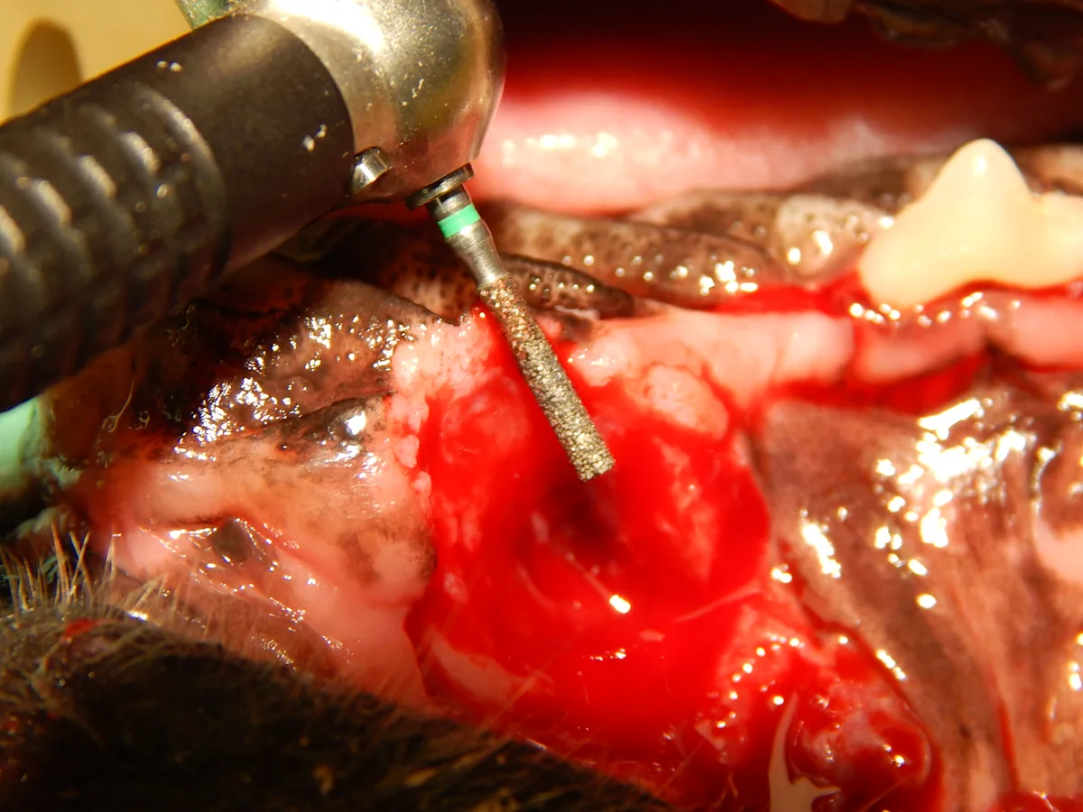 Two photographs showing the use of a diamond burr to facilitate healing of a mucogingival flap. 