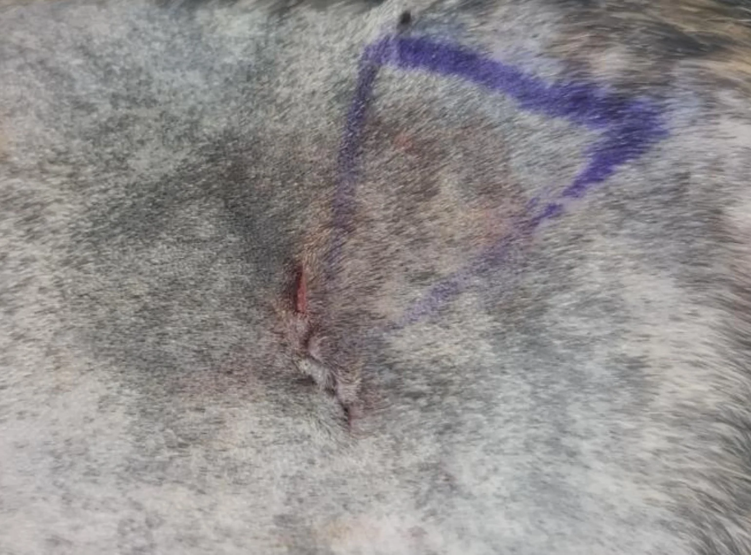 Closed incision site on the skin of a cat.