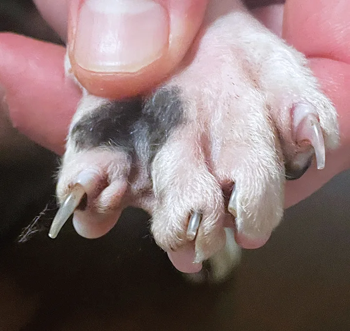 Close-up of hand holding a cat’s paw with thumb on dorsal aspect of digit causing nail of cat to extend.