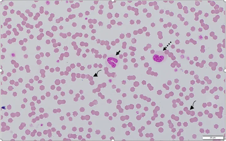 A microscopic image of a blood smear from a cat with specific cell types identified with arrows. 
