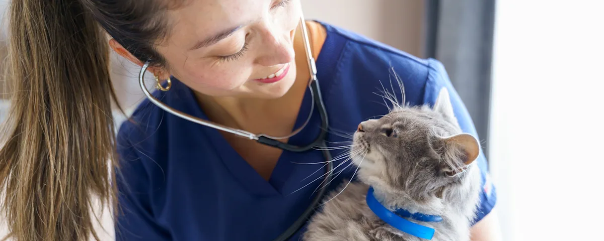 A veterinary professional smiling at a gray and white cat. 