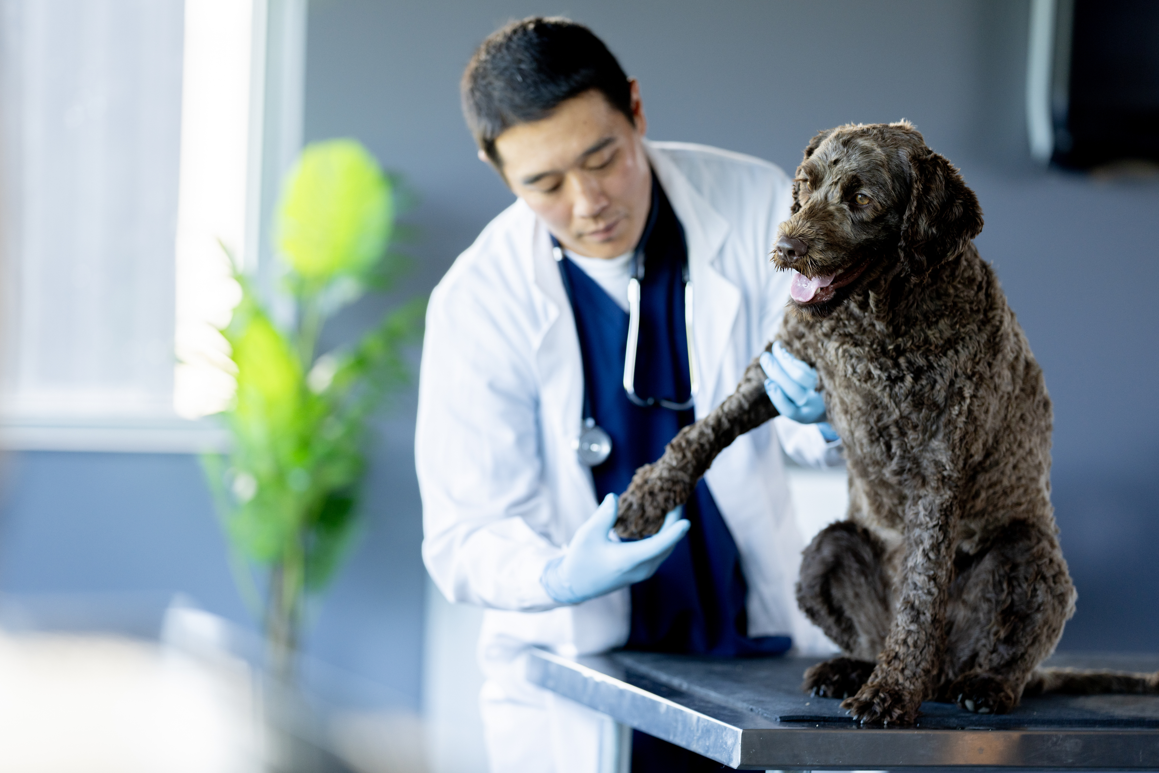 clinician’s brief　Vol.2 Your Go-To Resource for Veterinary Essentials & Insights