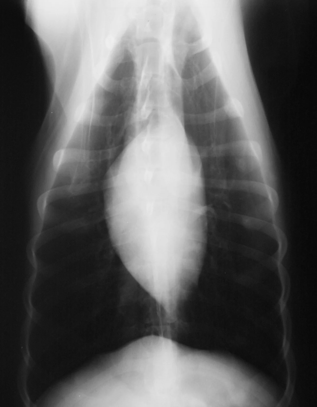 Ventrodorsal thoracic radiograph with an abnormally small cardiac silhouette. 