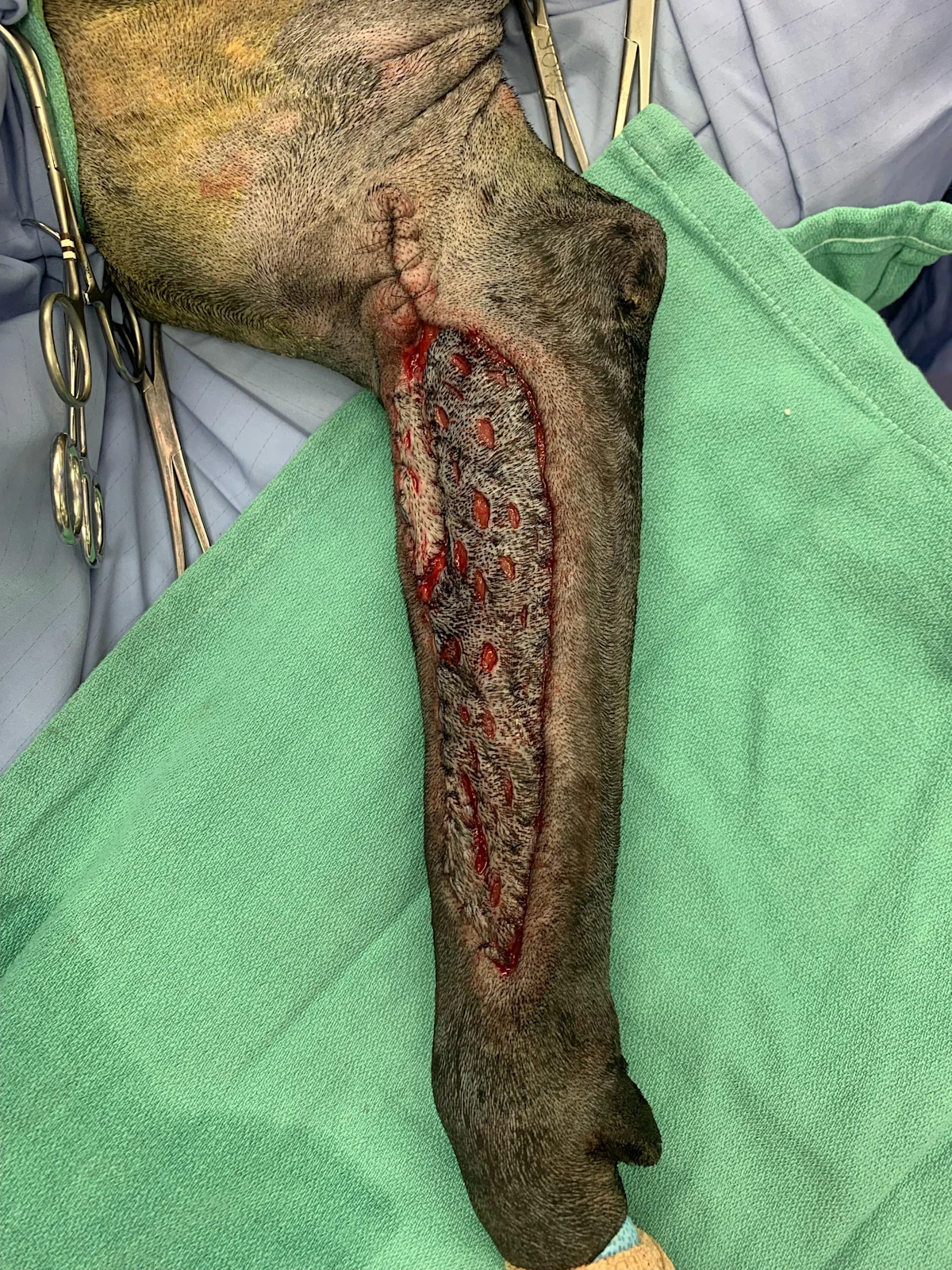 Skin grafts on the abdomen and leg of a dog.