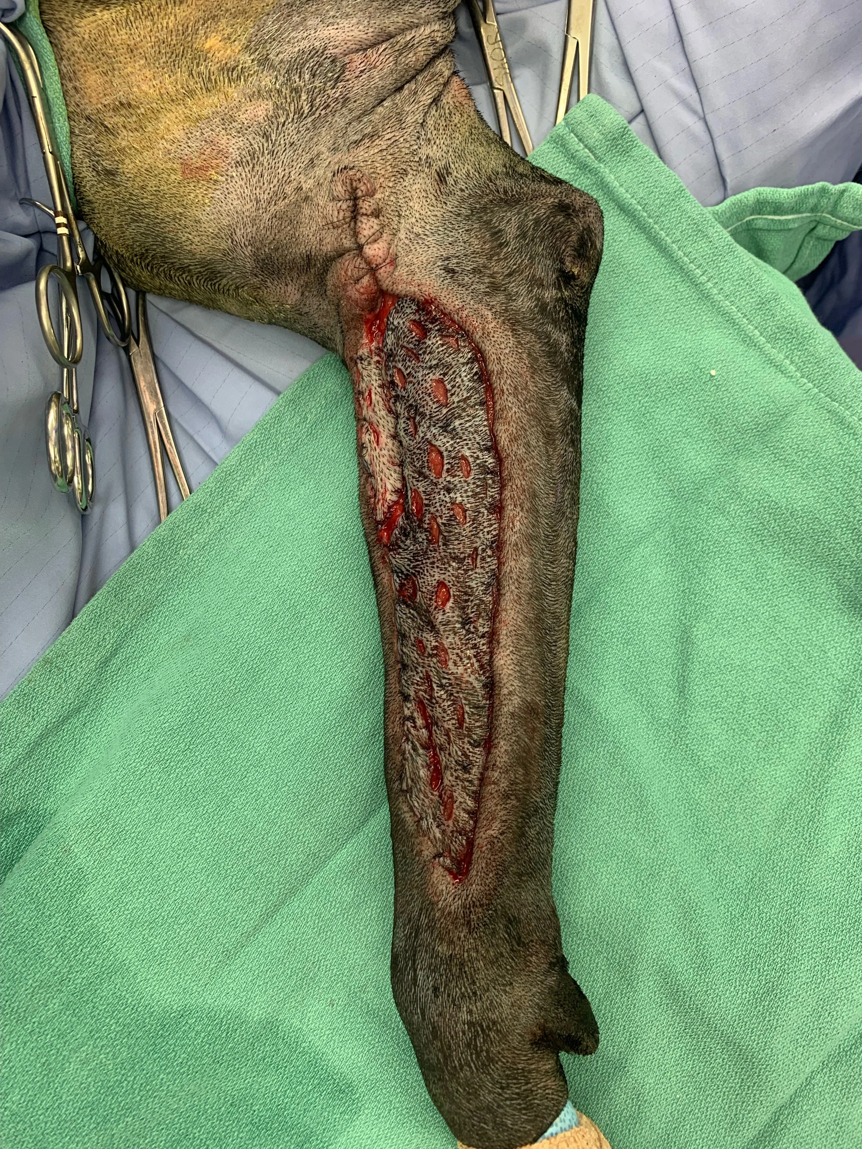 Skin grafts on the abdomen and leg of a dog.