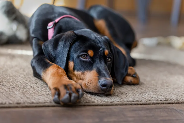 A young Rottweiler puppy lies on a textured rug in a cozy indoor setting, resting with a relaxed posture and a calm expression. The puppy's coat is predominantly black with distinct tan markings on the paws and face, showcasing its breed characteristics.