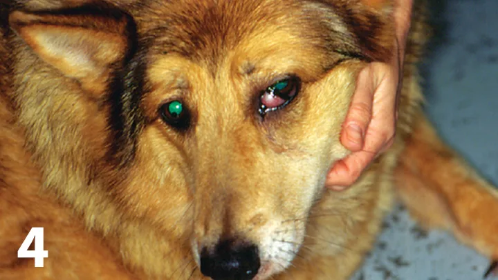 Soft tissue swelling around the left eye and prolapsed nictitans in a dog.