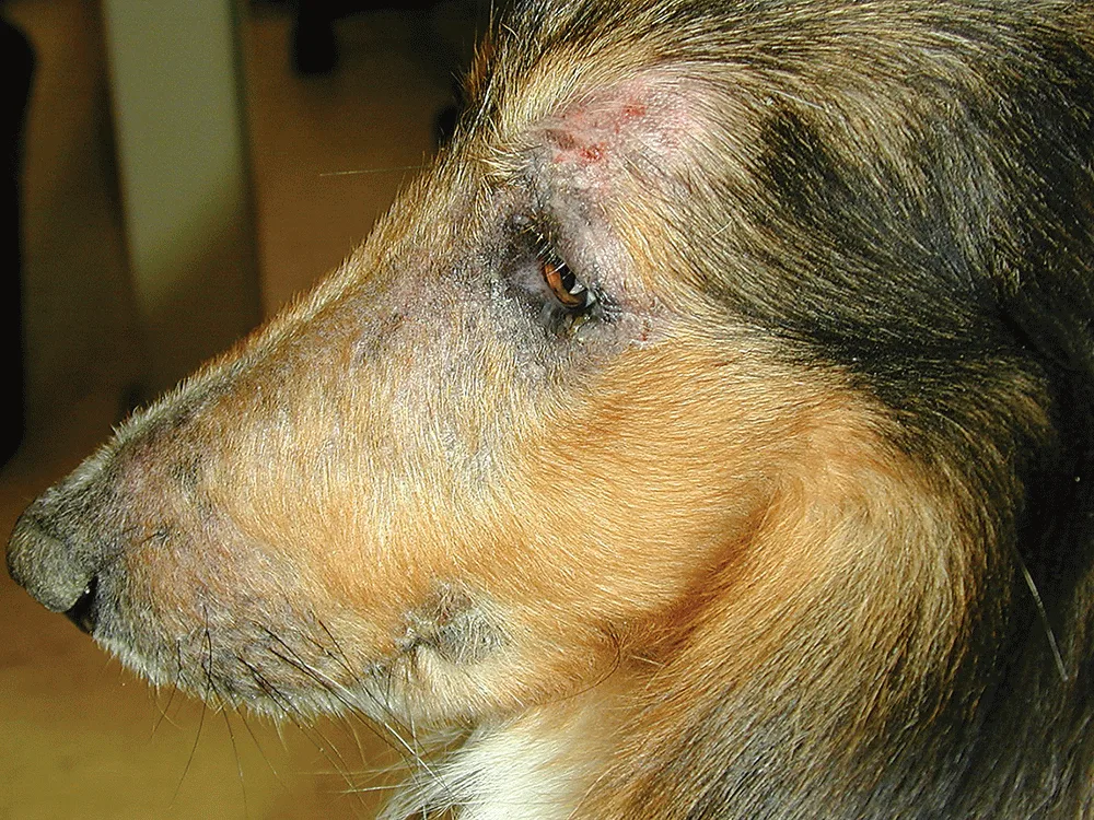 A close-up view of a collie's head shows fur with patches of hair loss and skin lesions around the forehead and eye area, indicating possible dermatological issues. The dog's expression appears calm, and the setting is indoors with soft lighting.