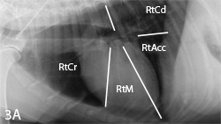 Interpreting Small Animal Thoracic Radiographs | Clinician's Brief