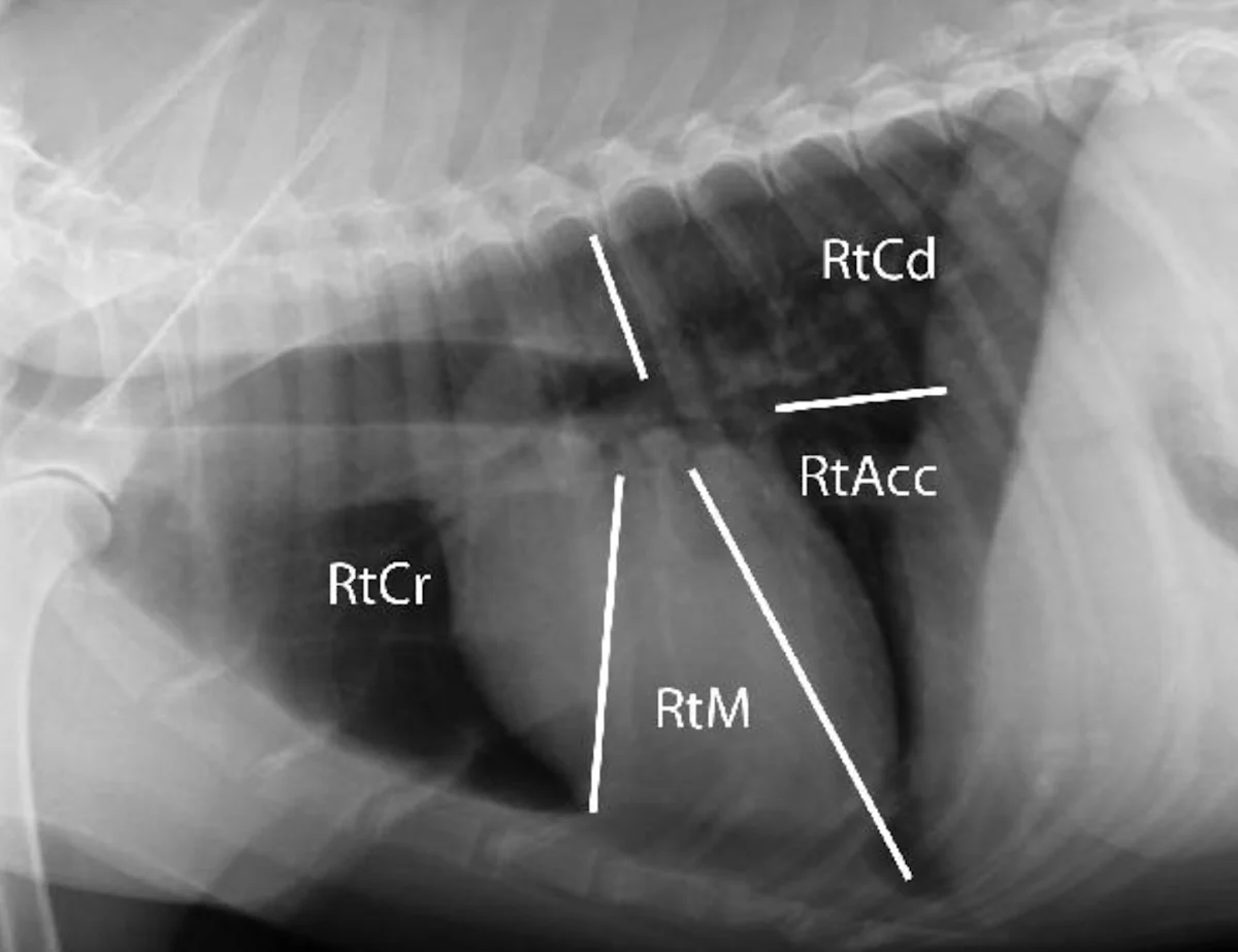 Right lateral and VD thoracic X-rays of normal dog with lines demarcating the different lobes of the lung.