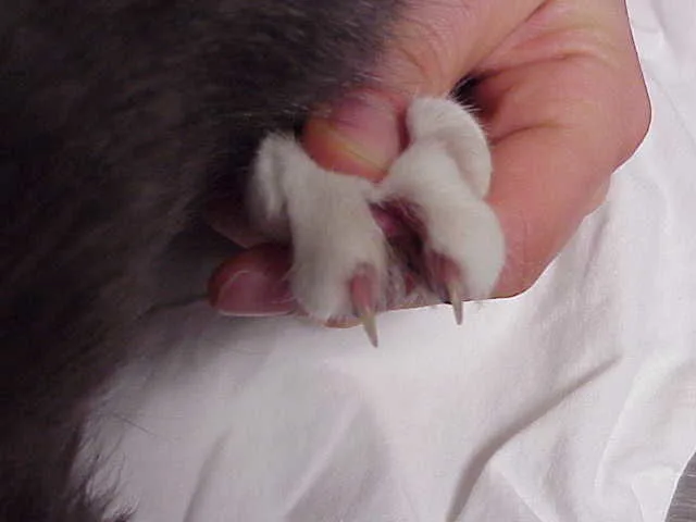 Sores on the head and paw of a cat.