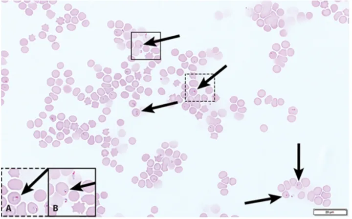 A microscopic image of a feline blood smear, with close-ups of two specific areas of the slide.