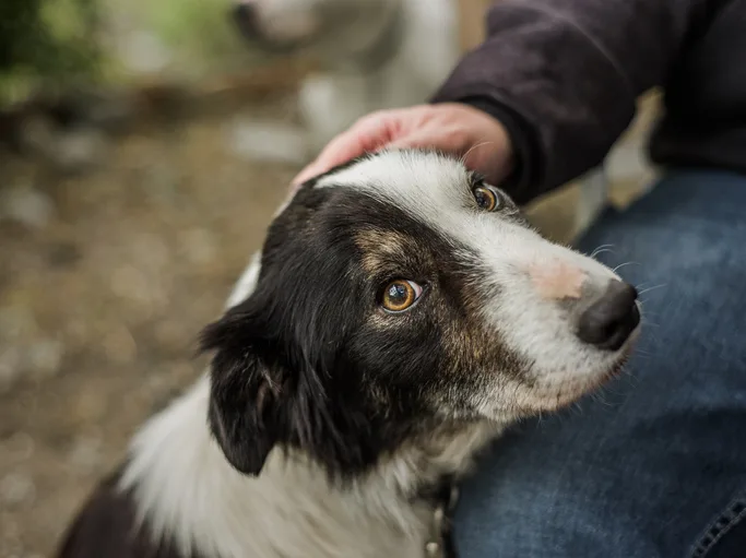 Border collie being pet by a human and staring into the camera.