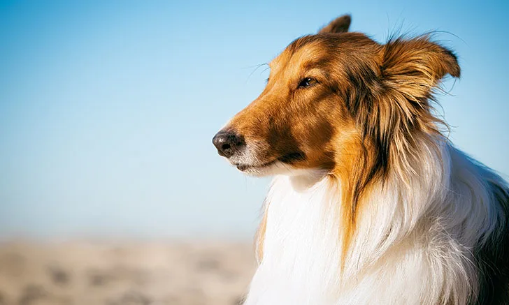 A Collie sits outdoors, gazing into the distance with a calm expression. The background features a clear blue sky, highlighting the dog's well-groomed coat and attentive demeanor.