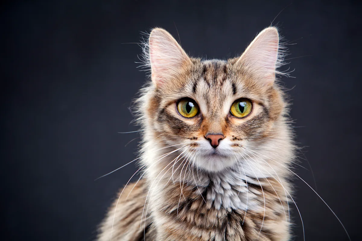 A close-up of a domestic cat with a fluffy coat and striking green eyes, set against a dark background. The cat's alert expression and prominent whiskers highlight its healthy appearance, making it a suitable subject for veterinary education.