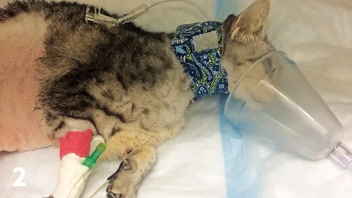 Cat lying on side with peripheral IV and jugular catheters in place and face inside oxygen mask.