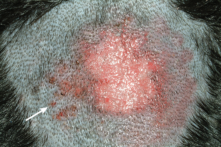 Moist eczema outlet in dogs