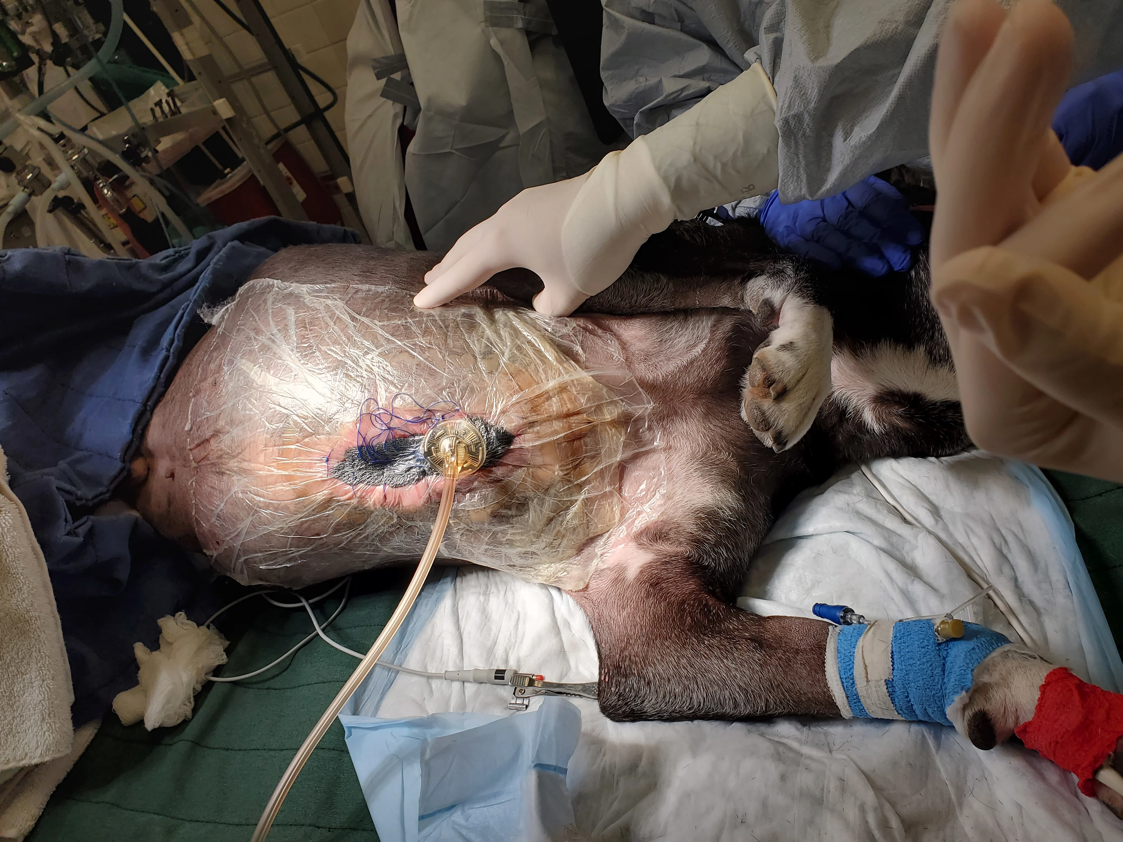 The anesthetized canine patient has negative pressure wound therapy applied to the sternal incision.