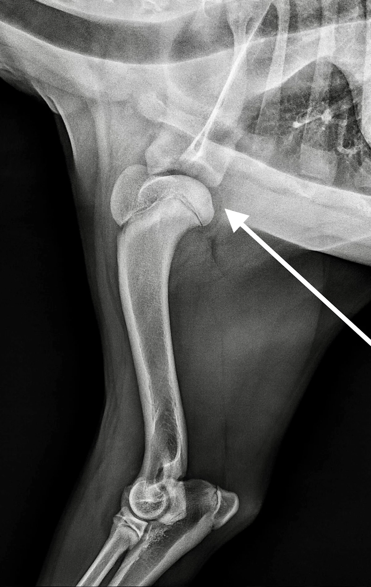 Radiograph of the shoulder of a dog.