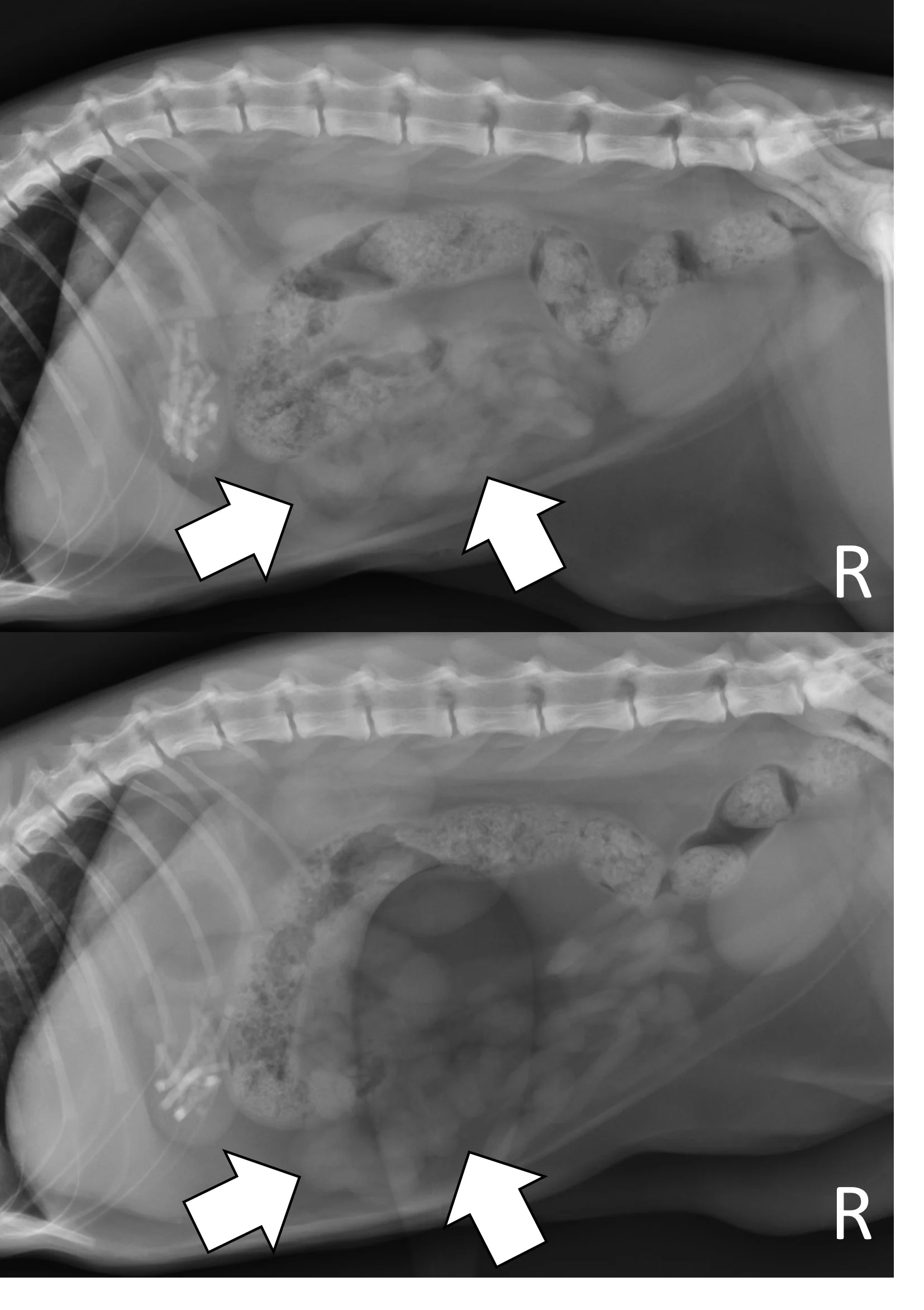 Two right lateral abdominal radiographs of a cat: one showing bunched and superimposed small bowel, the other with small bowel moved by compression with a wooden spoon during radiography.