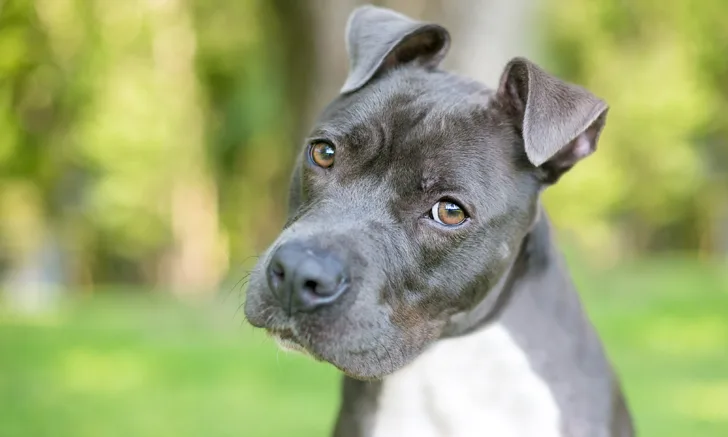 grey pitbull dog