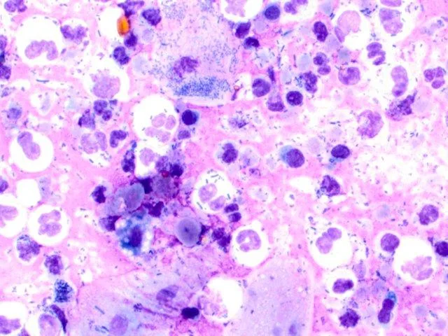 selected slide image