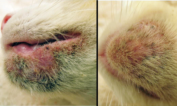 cat acne treatment